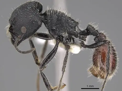 Pogonomyrmex meridionalis - CASENT0914368