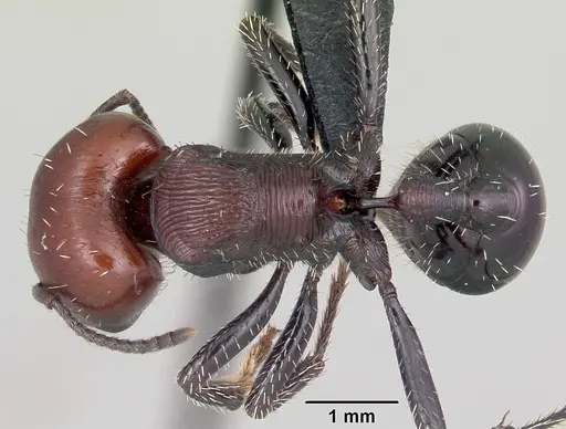 Pogonomyrmex micans specimen