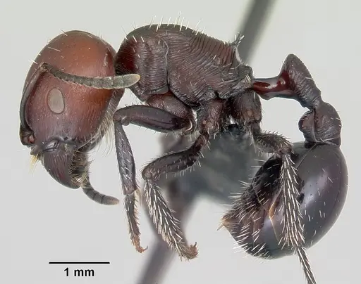 Pogonomyrmex micans specimen