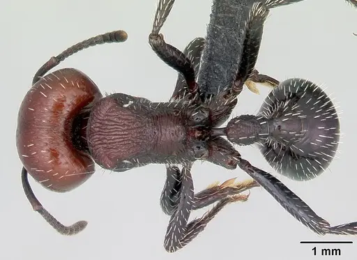 Pogonomyrmex micans - CASENT0172674