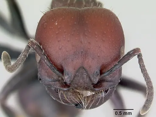 Pogonomyrmex micans - CASENT0172674