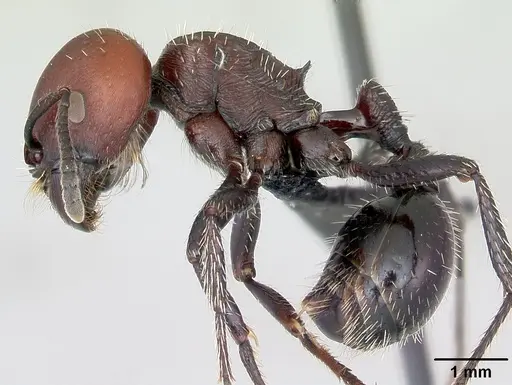 Pogonomyrmex micans - CASENT0172674