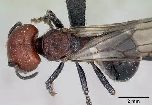 Pogonomyrmex micans - CASENT0172675