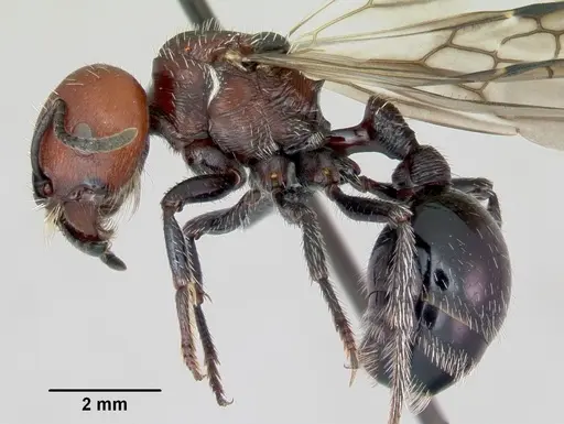 Pogonomyrmex micans - CASENT0172675