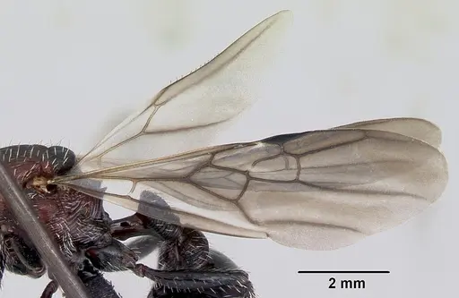 Pogonomyrmex micans - CASENT0172675