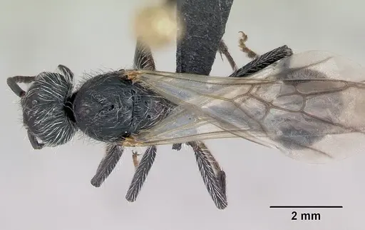 Pogonomyrmex micans - CASENT0172676