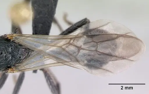 Pogonomyrmex micans - CASENT0172676