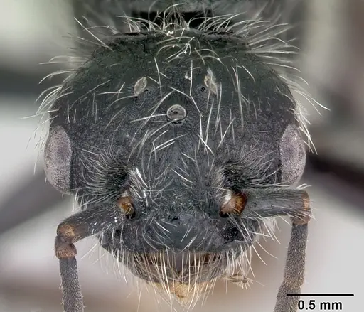 Pogonomyrmex micans - CASENT0172676