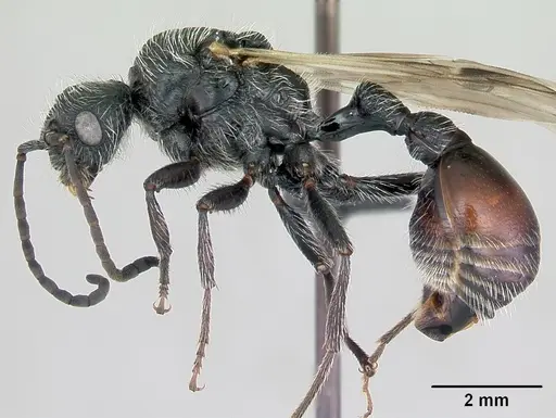 Pogonomyrmex micans - CASENT0172676