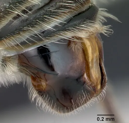 Pogonomyrmex micans - CASENT0172676