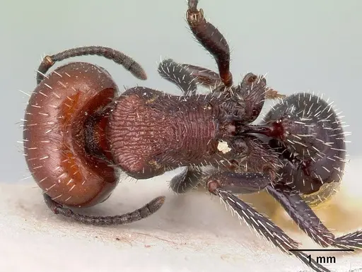 Pogonomyrmex micans - CASENT0217254