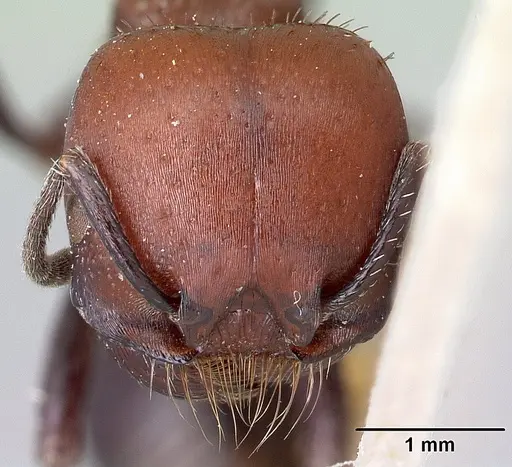 Pogonomyrmex micans - CASENT0217254