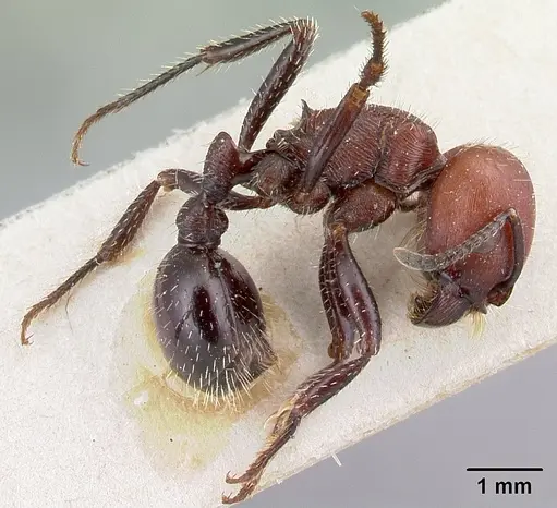 Pogonomyrmex micans - CASENT0217254