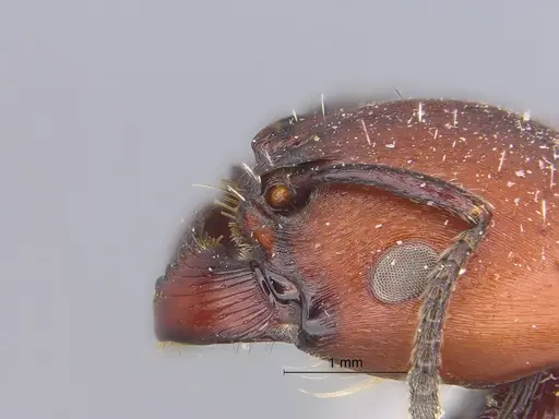 Pogonomyrmex micans - CASENT0869787