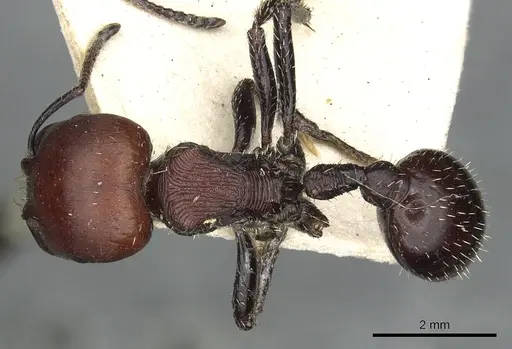 Pogonomyrmex micans - CASENT0901491