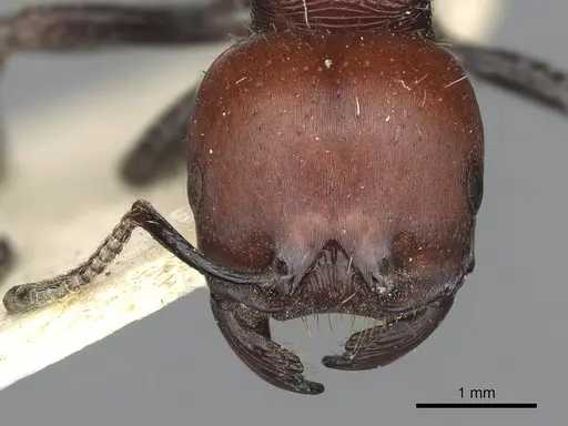 Pogonomyrmex micans - CASENT0901491