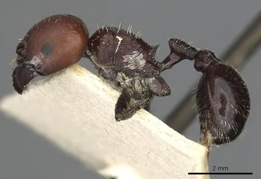 Pogonomyrmex micans - CASENT0901491
