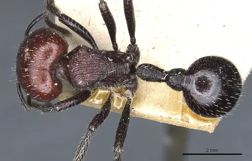 Pogonomyrmex micans - CASENT0904104