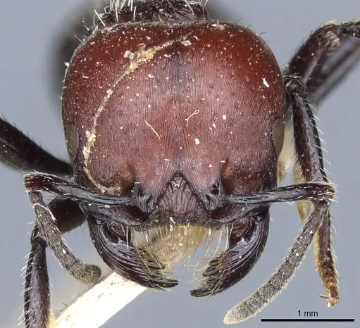 Pogonomyrmex micans - CASENT0904104
