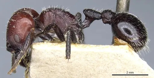 Pogonomyrmex micans - CASENT0904104