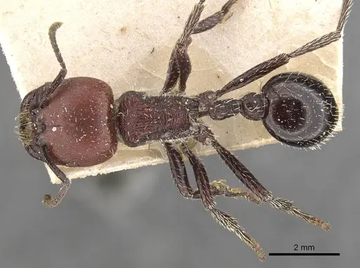 Pogonomyrmex micans - CASENT0907668