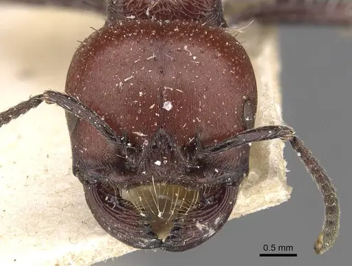 Pogonomyrmex micans - CASENT0907668