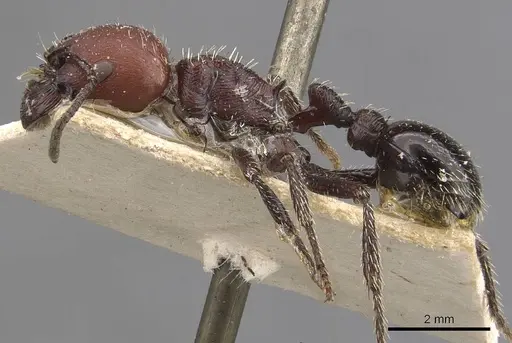 Pogonomyrmex micans - CASENT0907668