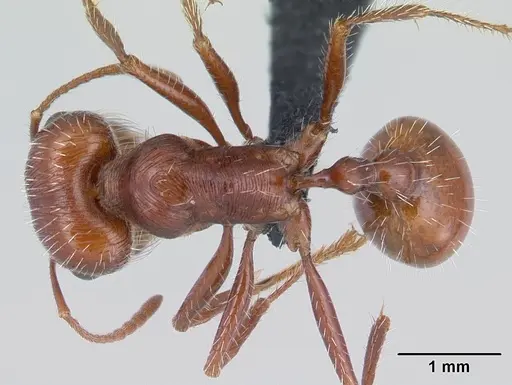 Pogonomyrmex mohavensis specimen