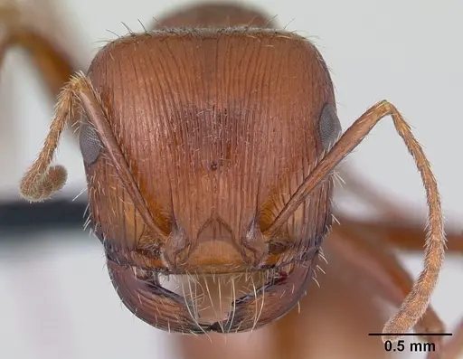 Pogonomyrmex mohavensis specimen
