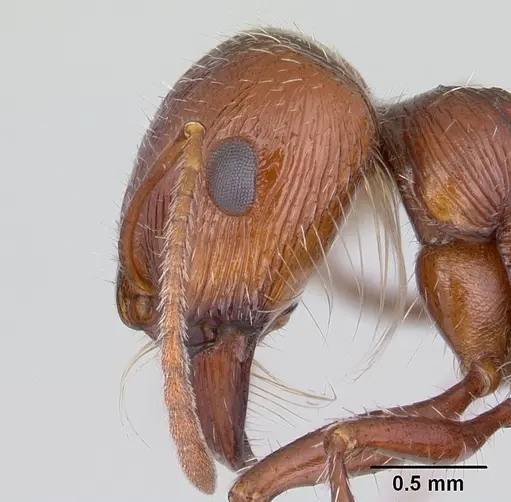 Pogonomyrmex mohavensis specimen