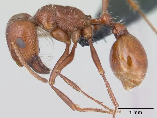 Pogonomyrmex mohavensis - CASENT0188646