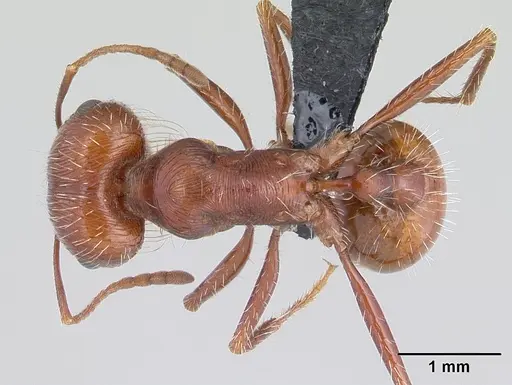 Pogonomyrmex mohavensis - CASENT0188647