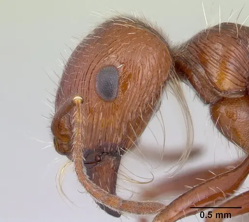 Pogonomyrmex mohavensis - CASENT0188647