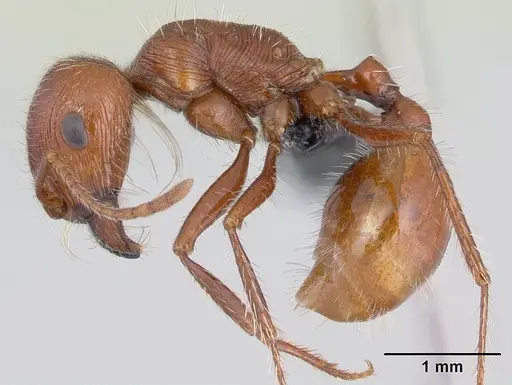 Pogonomyrmex mohavensis - CASENT0188647
