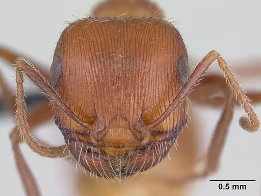 Pogonomyrmex mohavensis - CASENT0188651