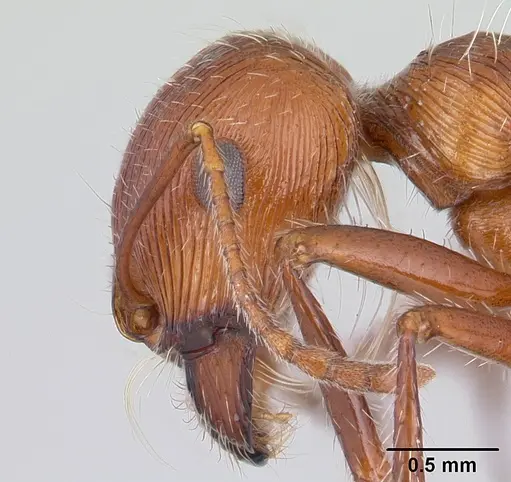 Pogonomyrmex mohavensis - CASENT0188651