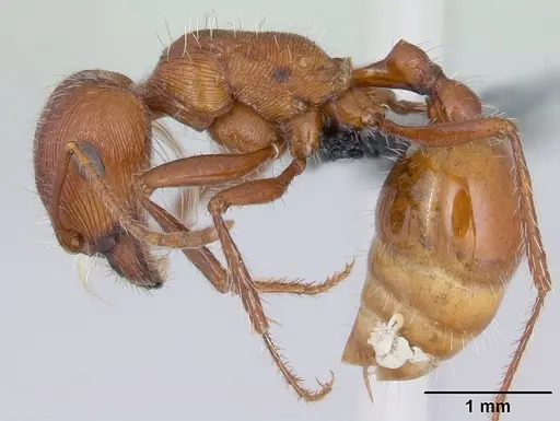 Pogonomyrmex mohavensis - CASENT0188651