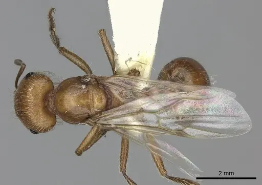 Pogonomyrmex mohavensis - CASENT0249119