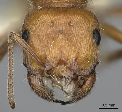 Pogonomyrmex mohavensis - CASENT0249119