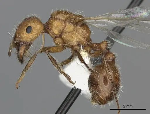 Pogonomyrmex mohavensis - CASENT0249119