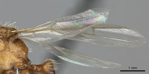 Pogonomyrmex mohavensis - CASENT0249119