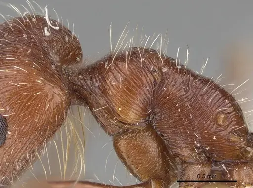 Pogonomyrmex mohavensis - CASENT0914104