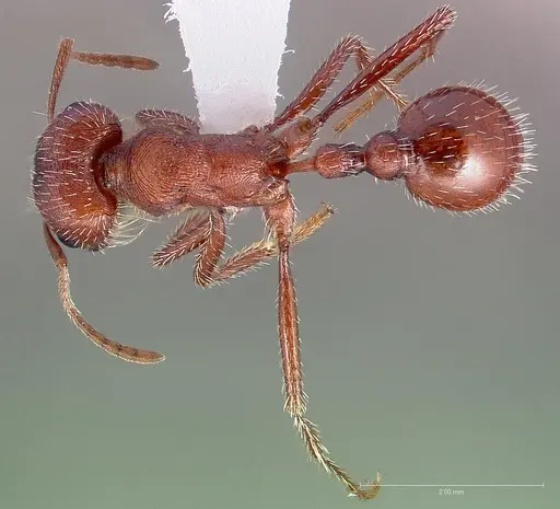 Pogonomyrmex montanus specimen