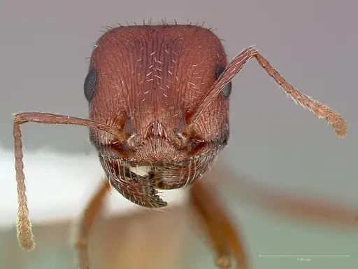 Pogonomyrmex montanus specimen