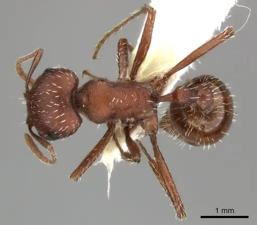 Pogonomyrmex montanus - CASENT0235324