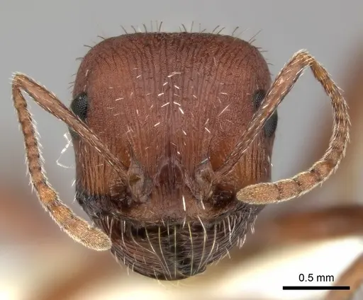 Pogonomyrmex montanus - CASENT0235324