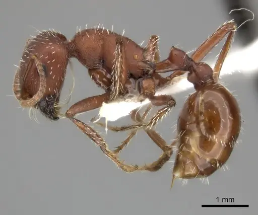 Pogonomyrmex montanus - CASENT0235324