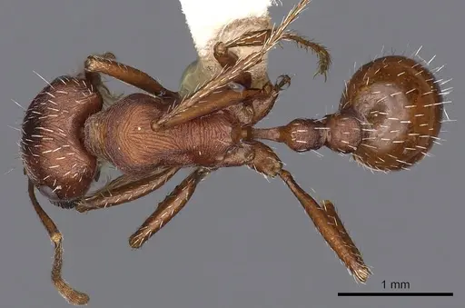 Pogonomyrmex montanus - CASENT0900378
