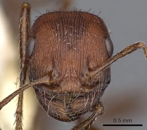 Pogonomyrmex montanus - CASENT0900378