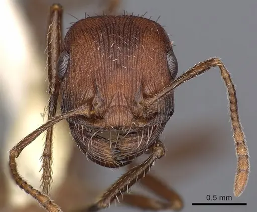 Pogonomyrmex montanus - CASENT0900378